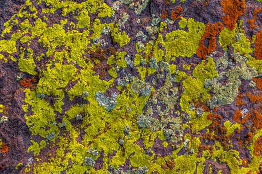 A detailed texture of a dark rock surface covered in bright yellow-green and orange lichens, with some lighter patches.