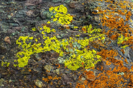 A close-up of a dark, textured rock covered in bright orange (Xanthoria parietina), vibrant yellow (Candelariella vitellina), and some greenish-white lichens (Chrysothrix candelaris).