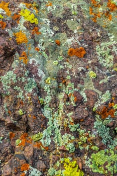 A close-up of a dark, textured rock with patches of bright orange, yellow-green, and pale grayish-green lichens, including Chrysothrix candelaris.