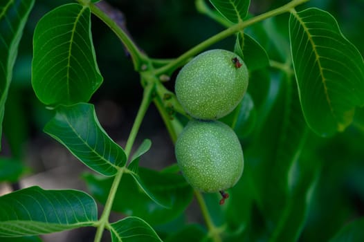 Green Walnuts Growing on Tree Branches in Cyprus