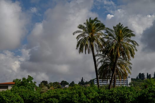 Majestic tall date palms reaching toward the sky on a sunny day in Cyprus. Perfect tropical and Mediterranean scenery.
