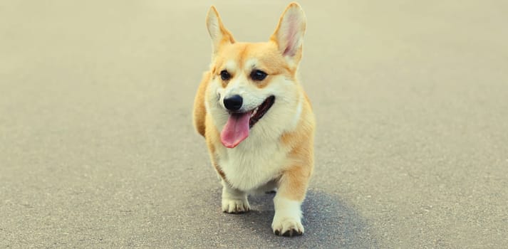Beautiful happy young Welsh Corgi Pembroke dog walking on city street, animal, pet concept