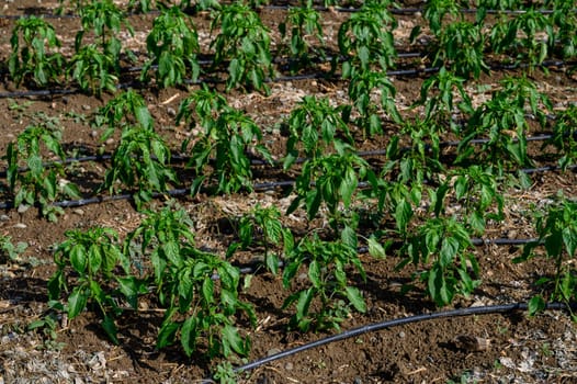Colorful bell pepper plants thriving under the sun in a Cypriot farm, supported by modern drip irrigation system.