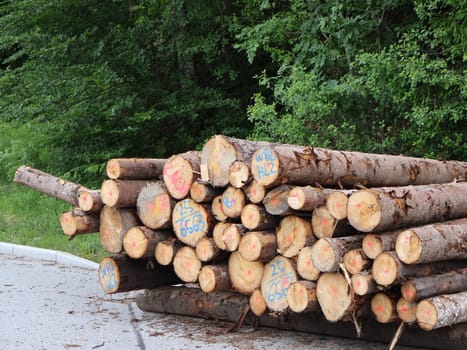 Stack of Logged Timber Placed by a Forested Area with Green Trees in View. A neatly stacked pile of cut tree logs collected near a forest, showcasing natural materials sourced from trees. The logs are freshly cut, revealing their wood grain and circular cross-sections.