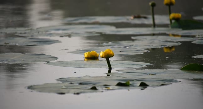 A tranquil lake scene featuring vivid yellow water lilies surrounded by floating green leaves and their reflections.