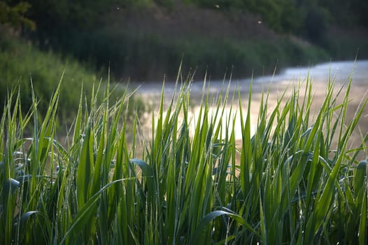 Vibrant green grass glistens with morning dew near a calm waterside, illuminated softly by the sunrise. This tranquil scene captures the essence of natural beauty and freshness in a serene environment.