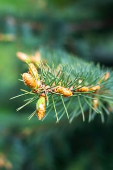 This image features a detailed close up of a pine cone resting elegantly on a tree branch, highlighting its textured surface and natural beauty