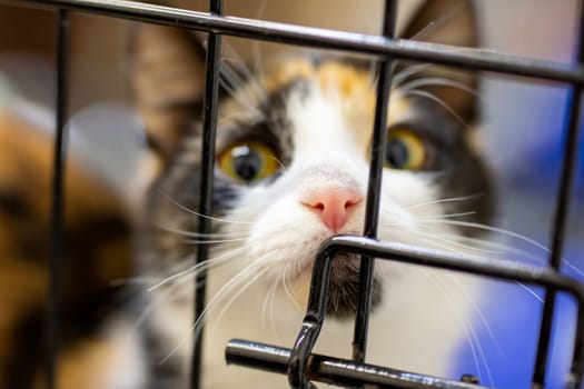 A beautiful calico cat is intently gazing through the narrow bars of its cage, longing for freedom and companionship beyond its confines