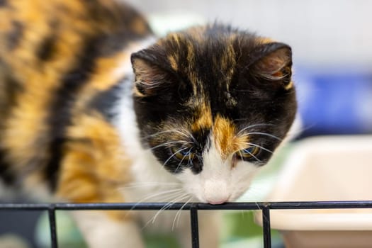 A beautiful calico cat with its unique patchy fur coloration is curiously looking over a wooden fence, observing its surroundings