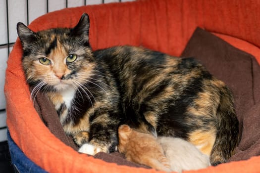 A beautiful calico cat is comfortably laying in a cozy dog bed alongside her two adorable kittens, enjoying their time together