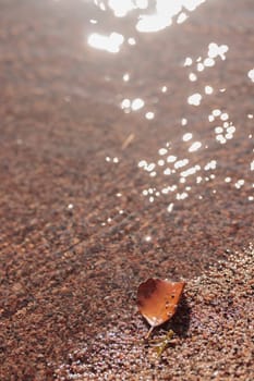 The raw textures of Finnish nature in fall - a rich autumn palette of earthy tones: ochre, brown, and muted yellow. The beauty of the Nordic forest wilderness as a serene seasonal background