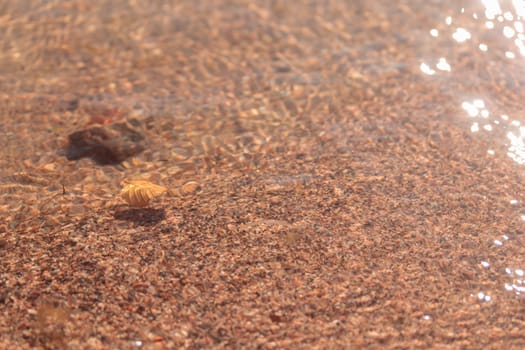 The raw textures of Finnish nature in fall - a rich autumn palette of earthy tones: ochre, brown, and muted yellow. The beauty of the Nordic forest wilderness as a serene seasonal background