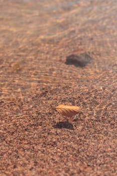 The raw textures of Finnish nature in fall - a rich autumn palette of earthy tones: ochre, brown, and muted yellow. The beauty of the Nordic forest wilderness as a serene seasonal background