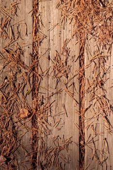 The raw textures of Finnish nature in fall - a rich autumn palette of earthy tones: ochre, brown, and muted yellow. The beauty of the Nordic forest wilderness as a serene seasonal background
