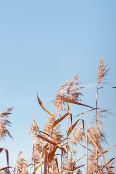 The raw textures of Finnish nature in fall - a rich autumn palette of earthy tones: ochre, brown, and muted yellow. The beauty of the Nordic forest wilderness as a serene seasonal background
