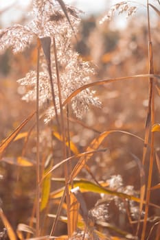 The raw textures of Finnish nature in fall - a rich autumn palette of earthy tones: ochre, brown, and muted yellow. The beauty of the Nordic forest wilderness as a serene seasonal background