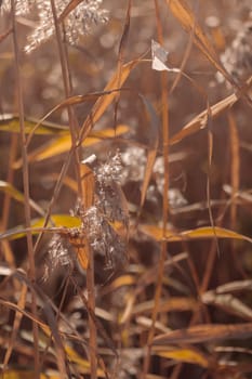 The raw textures of Finnish nature in fall - a rich autumn palette of earthy tones: ochre, brown, and muted yellow. The beauty of the Nordic forest wilderness as a serene seasonal background