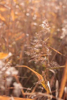 The raw textures of Finnish nature in fall - a rich autumn palette of earthy tones: ochre, brown, and muted yellow. The beauty of the Nordic forest wilderness as a serene seasonal background