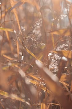 The raw textures of Finnish nature in fall - a rich autumn palette of earthy tones: ochre, brown, and muted yellow. The beauty of the Nordic forest wilderness as a serene seasonal background