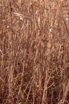 The raw textures of Finnish nature in fall - a rich autumn palette of earthy tones: ochre, brown, and muted yellow. The beauty of the Nordic forest wilderness as a serene seasonal background