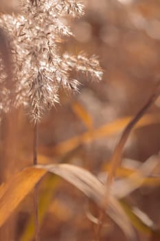 The raw textures of Finnish nature in fall - a rich autumn palette of earthy tones: ochre, brown, and muted yellow. The beauty of the Nordic forest wilderness as a serene seasonal background