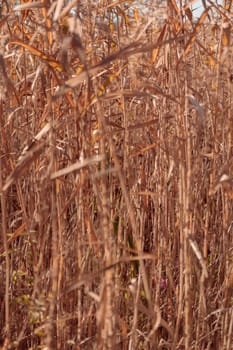 The raw textures of Finnish nature in fall - a rich autumn palette of earthy tones: ochre, brown, and muted yellow. The beauty of the Nordic forest wilderness as a serene seasonal background