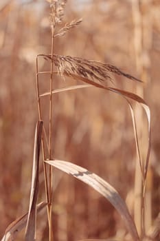 The raw textures of Finnish nature in fall - a rich autumn palette of earthy tones: ochre, brown, and muted yellow. The beauty of the Nordic forest wilderness as a serene seasonal background