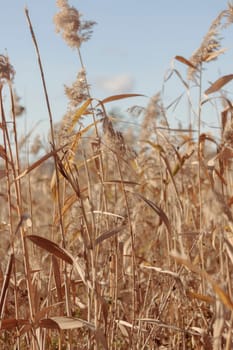 The raw textures of Finnish nature in fall - a rich autumn palette of earthy tones: ochre, brown, and muted yellow. The beauty of the Nordic forest wilderness as a serene seasonal background