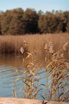 The raw textures of Finnish nature in fall - a rich autumn palette of earthy tones: ochre, brown, and muted yellow. The beauty of the Nordic forest wilderness as a serene seasonal background
