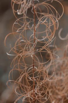The raw textures of Finnish nature in fall - a rich autumn palette of earthy tones: ochre, brown, and muted yellow. The beauty of the Nordic forest wilderness as a serene seasonal background