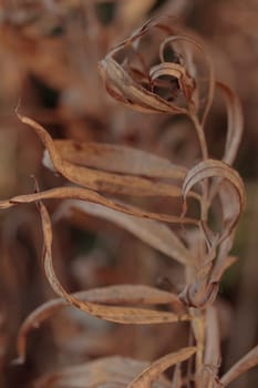 The raw textures of Finnish nature in fall - a rich autumn palette of earthy tones: ochre, brown, and muted yellow. The beauty of the Nordic forest wilderness as a serene seasonal background