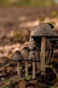 The raw textures of Finnish nature in fall - a rich autumn palette of earthy tones: ochre, brown, and muted yellow. The beauty of the Nordic forest wilderness as a serene seasonal background