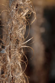 The raw textures of Finnish nature in fall - a rich autumn palette of earthy tones: ochre, brown, and muted yellow. The beauty of the Nordic forest wilderness as a serene seasonal background