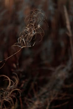 The raw textures of Finnish nature in fall - a rich autumn palette of earthy tones: ochre, brown, and muted yellow. The beauty of the Nordic forest wilderness as a serene seasonal background
