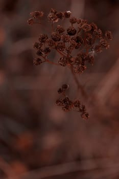 The raw textures of Finnish nature in fall - a rich autumn palette of earthy tones: ochre, brown, and muted yellow. The beauty of the Nordic forest wilderness as a serene seasonal background