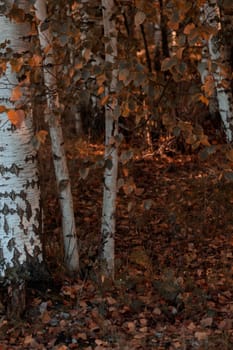 The raw textures of Finnish nature in fall - a rich autumn palette of earthy tones: ochre, brown, and muted yellow. The beauty of the Nordic forest wilderness as a serene seasonal background
