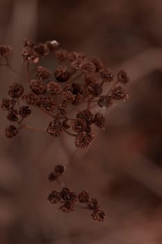 The raw textures of Finnish nature in fall - a rich autumn palette of earthy tones: ochre, brown, and muted yellow. The beauty of the Nordic forest wilderness as a serene seasonal background
