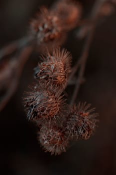 The raw textures of Finnish nature in fall - a rich autumn palette of earthy tones: ochre, brown, and muted yellow. The beauty of the Nordic forest wilderness as a serene seasonal background