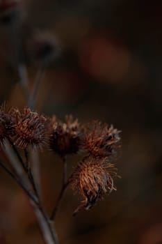 The raw textures of Finnish nature in fall - a rich autumn palette of earthy tones: ochre, brown, and muted yellow. The beauty of the Nordic forest wilderness as a serene seasonal background