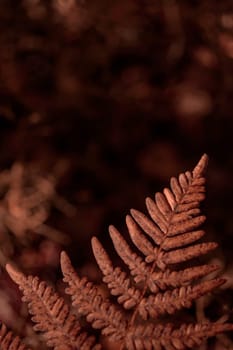 The raw textures of Finnish nature in fall - a rich autumn palette of earthy tones: ochre, brown, and muted yellow. The beauty of the Nordic forest wilderness as a serene seasonal background