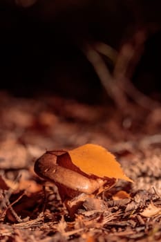 The raw textures of Finnish nature in fall - a rich autumn palette of earthy tones: ochre, brown, and muted yellow. The beauty of the Nordic forest wilderness as a serene seasonal background