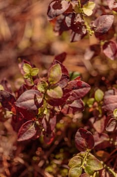 The raw textures of Finnish nature in fall - a rich autumn palette of earthy tones: ochre, brown, and muted yellow. The beauty of the Nordic forest wilderness as a serene seasonal background