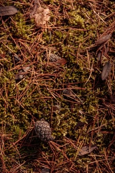 The raw textures of Finnish nature in fall - a rich autumn palette of earthy tones: ochre, brown, and muted yellow. The beauty of the Nordic forest wilderness as a serene seasonal background