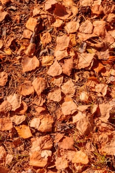 The raw textures of Finnish nature in fall - a rich autumn palette of earthy tones: ochre, brown, and muted yellow. The beauty of the Nordic forest wilderness as a serene seasonal background