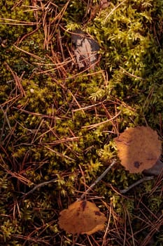 The raw textures of Finnish nature in fall - a rich autumn palette of earthy tones: ochre, brown, and muted yellow. The beauty of the Nordic forest wilderness as a serene seasonal background