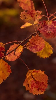 The raw textures of Finnish nature in fall - a rich autumn palette of earthy tones: ochre, brown, and muted yellow. The beauty of the Nordic forest wilderness as a serene seasonal background