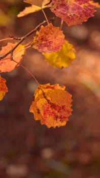 The raw textures of Finnish nature in fall - a rich autumn palette of earthy tones: ochre, brown, and muted yellow. The beauty of the Nordic forest wilderness as a serene seasonal background