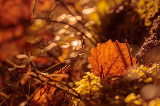 The raw textures of Finnish nature in fall - a rich autumn palette of earthy tones: ochre, brown, and muted yellow. The beauty of the Nordic forest wilderness as a serene seasonal background