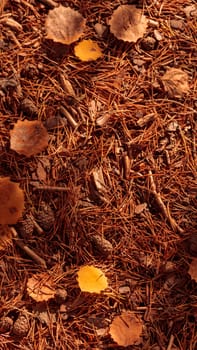 The raw textures of Finnish nature in fall - a rich autumn palette of earthy tones: ochre, brown, and muted yellow. The beauty of the Nordic forest wilderness as a serene seasonal background