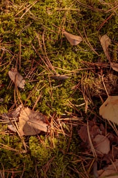 The raw textures of Finnish nature in fall - a rich autumn palette of earthy tones: ochre, brown, and muted yellow. The beauty of the Nordic forest wilderness as a serene seasonal background